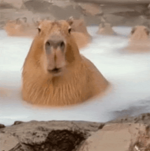 Capybara chewing