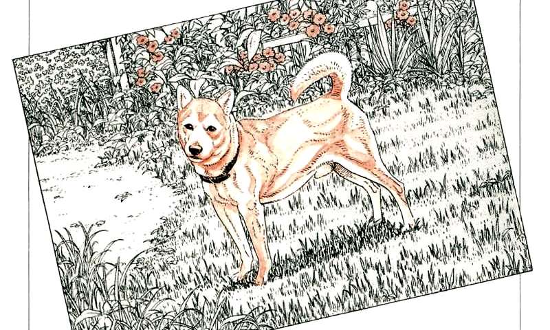 Allevare un cane taniguchi int1