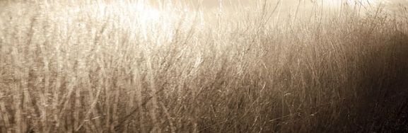 190446 207526875925715 206451532699916 820263 3291507 n