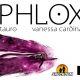 phlox_header