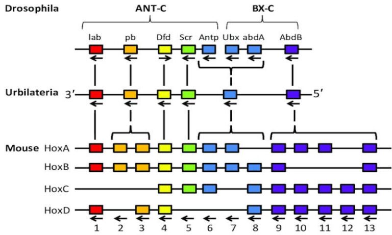 Homologous Hox clusters of Drosophila mouse and their last common ancestor