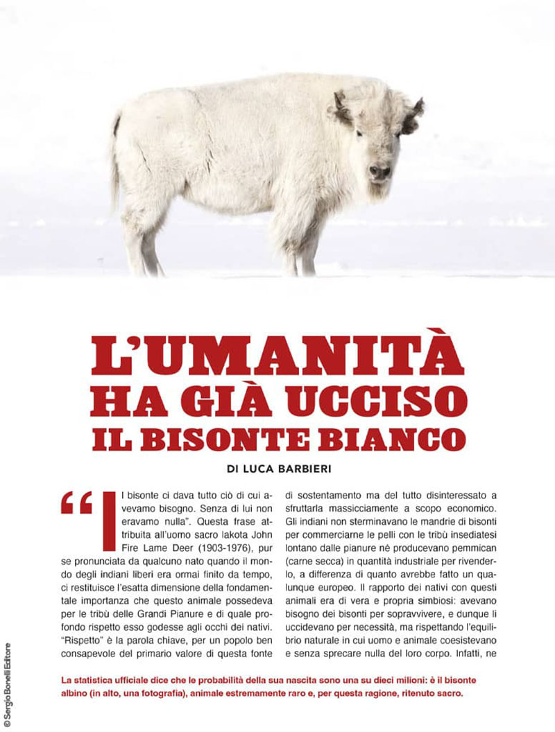 Tex bisonte bianco